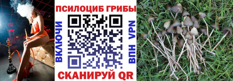 Псилоцибиновые грибы Cubensis  Купить  Сарапул 